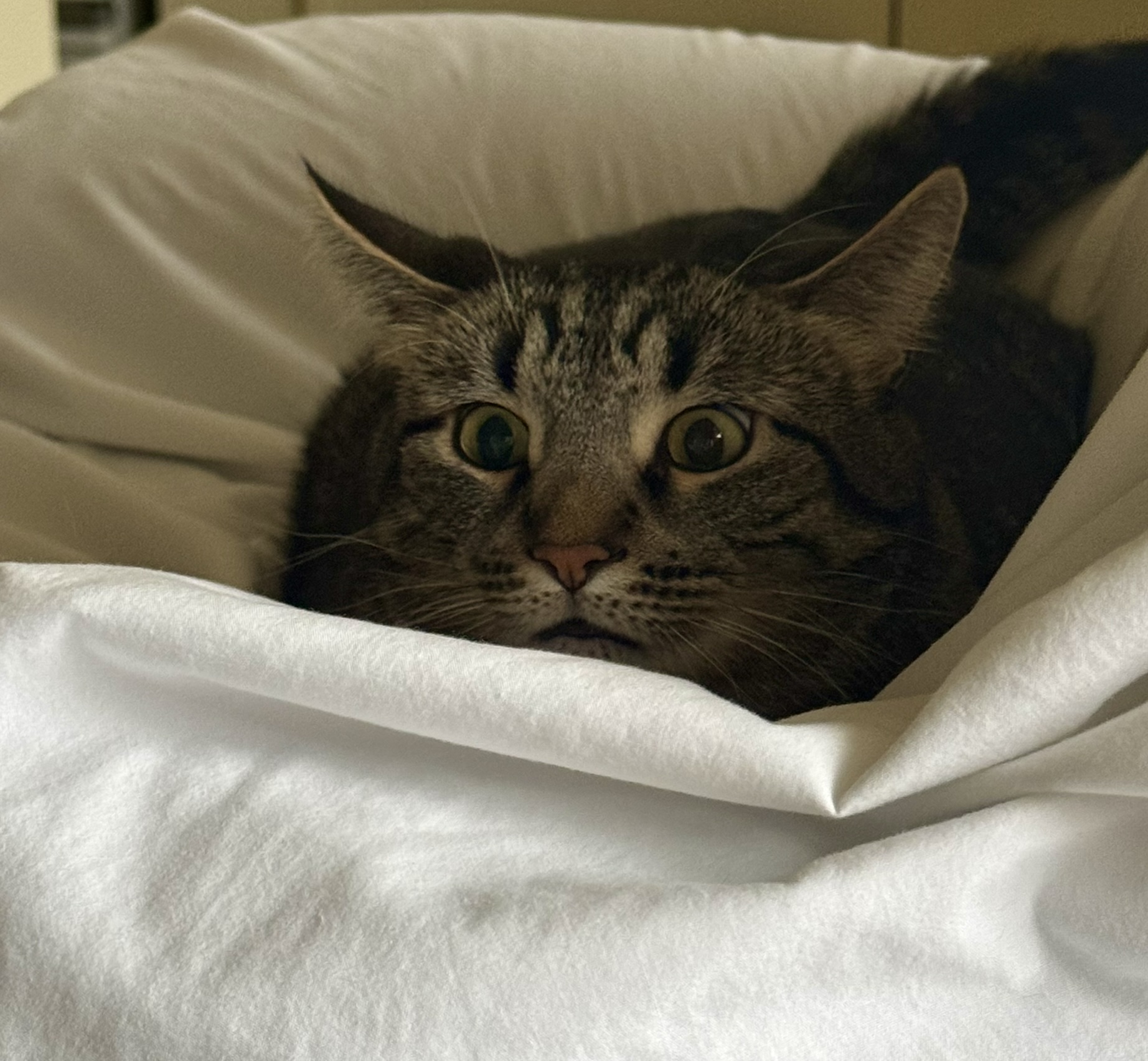 Simba